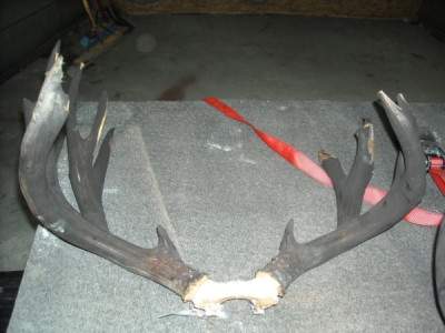 antlers smoke damage