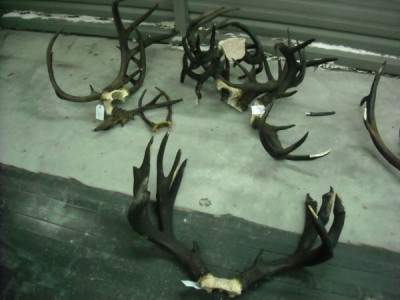 smoke damage on antlers